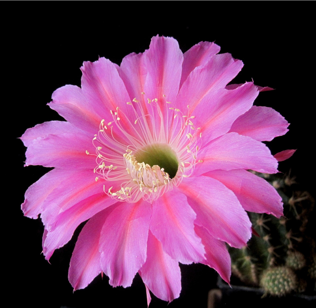 Echinopsis hybrid Maria Piazza