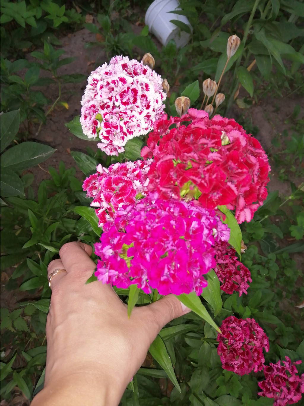 IMG 20190618 202938.jpg
