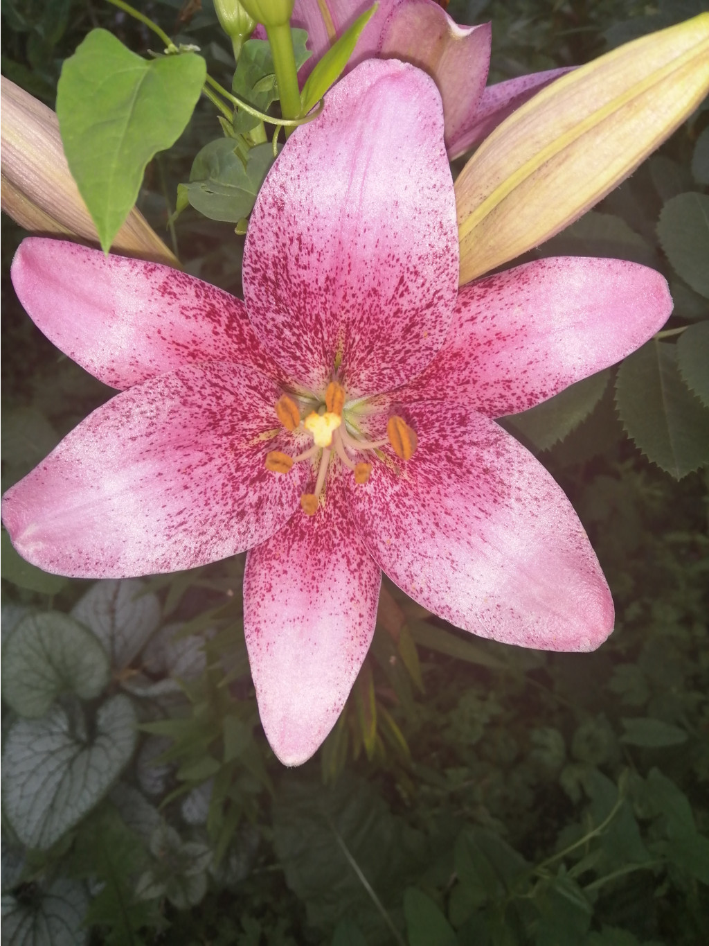 IMG 20190727 192356.jpg