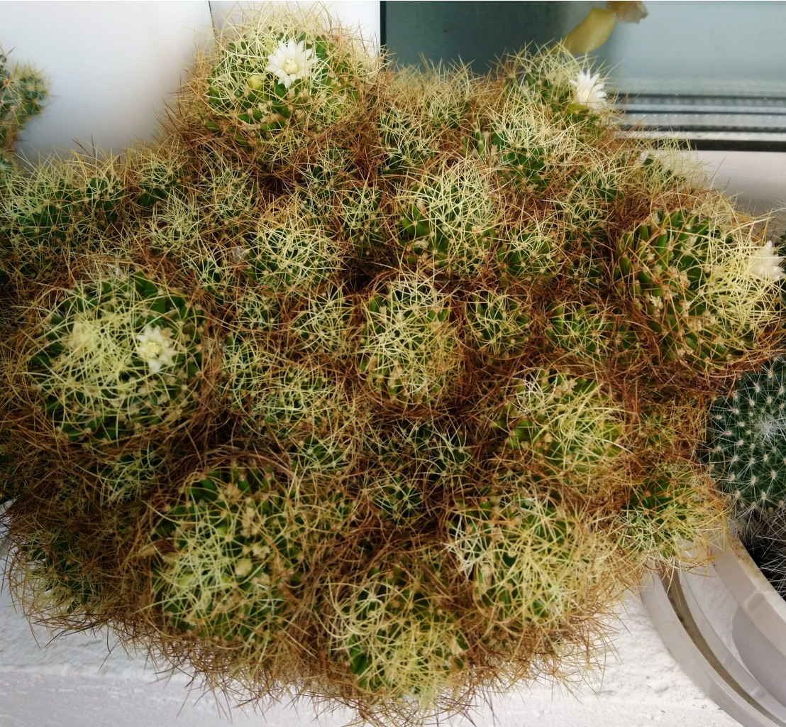 Mammillaria decipiens ssp. camptotricha