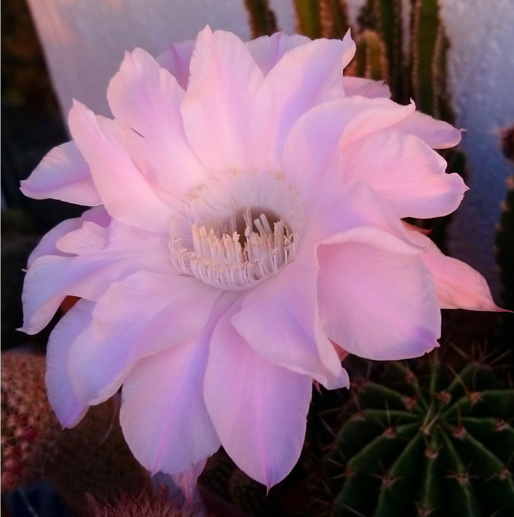 Echinopsis eyriesii