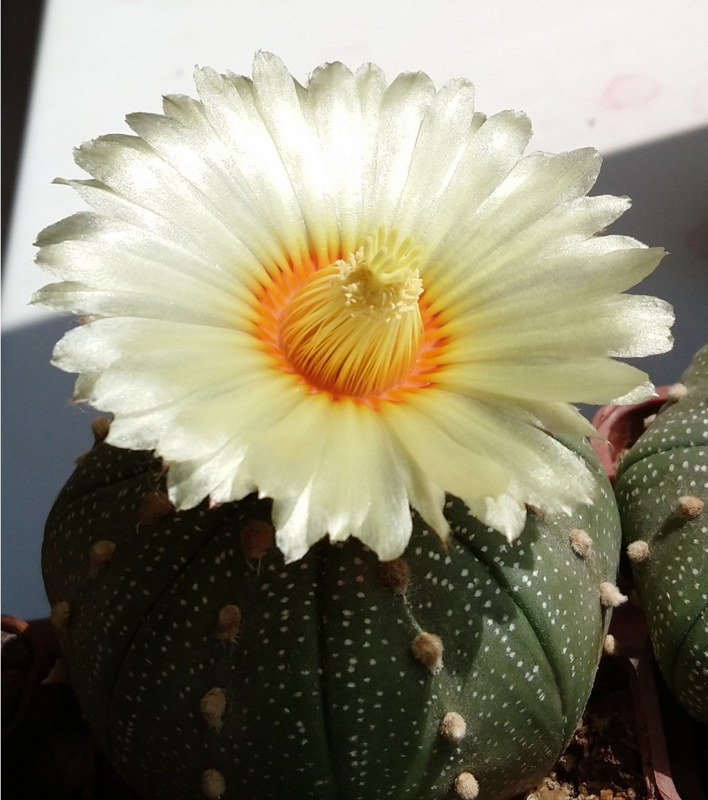 Astrophytum asterias