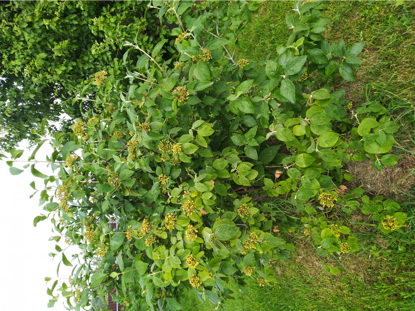 20200709 1501167771550628522108919.jpeg