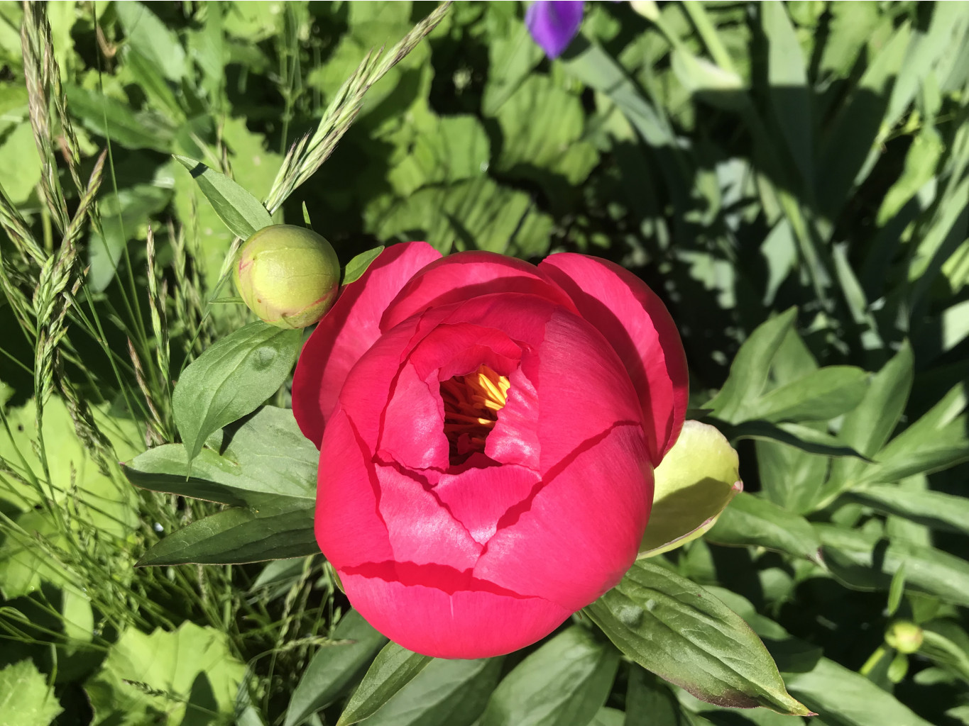   Paeonia Cytherea ( 2020  )