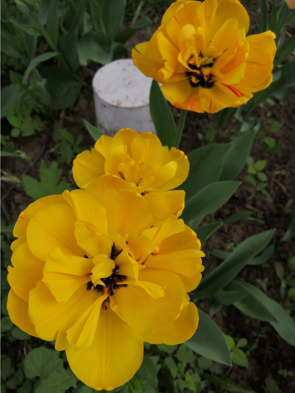 IMG 20190509 091909.jpg