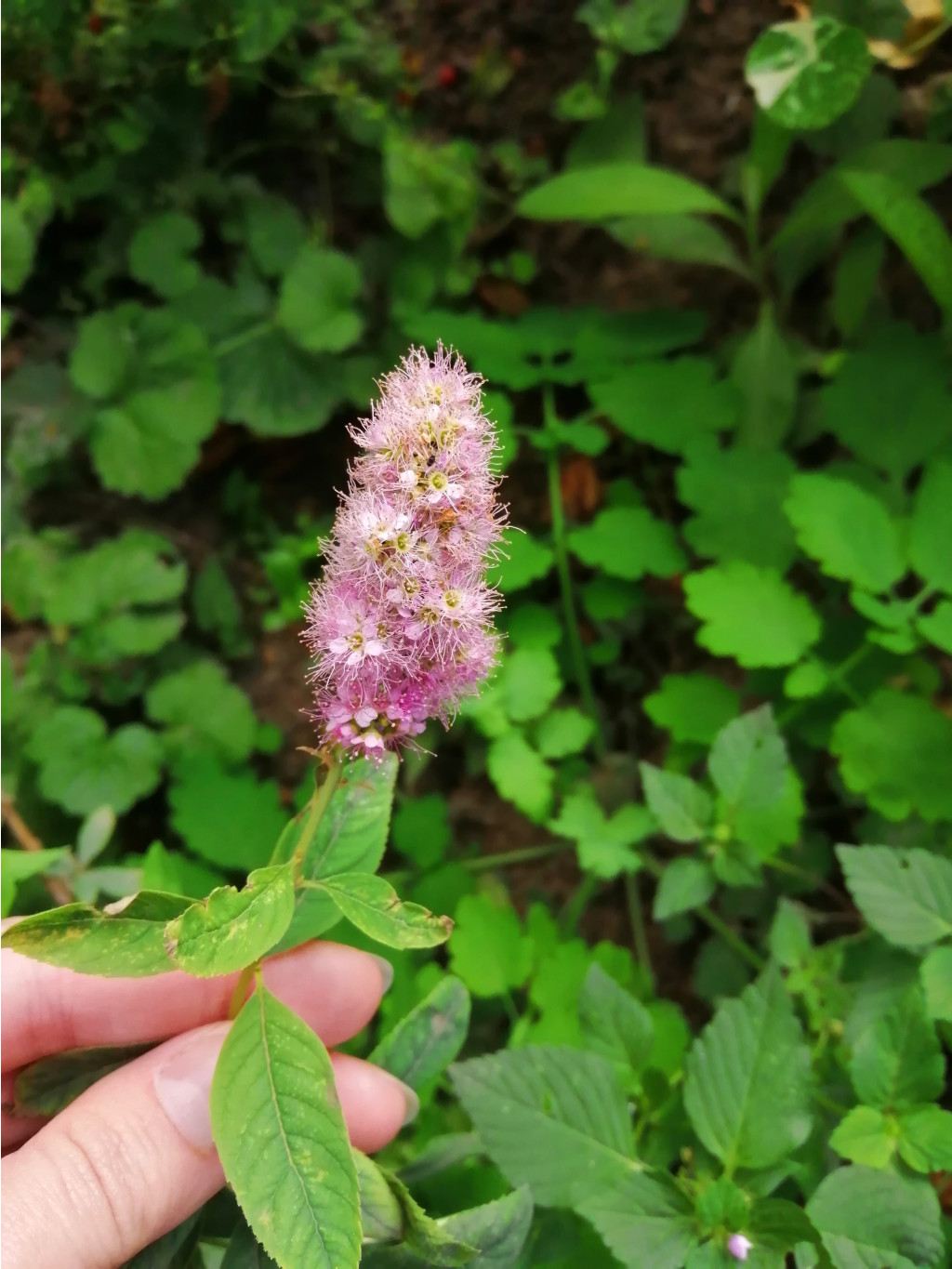 IMG 20190807 155247.jpg
