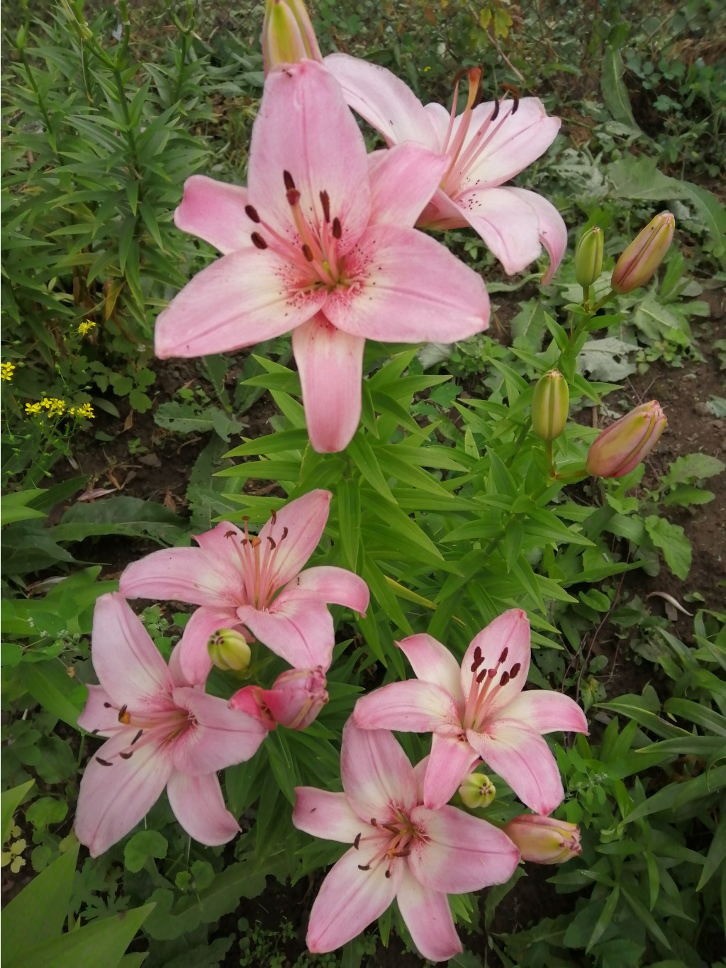 IMG 20190706 083710.jpg