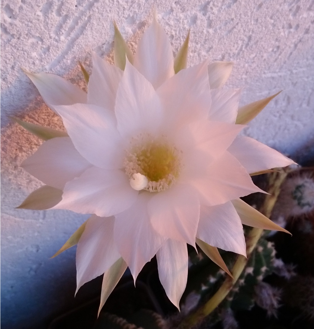 Echinopsis subdenudata