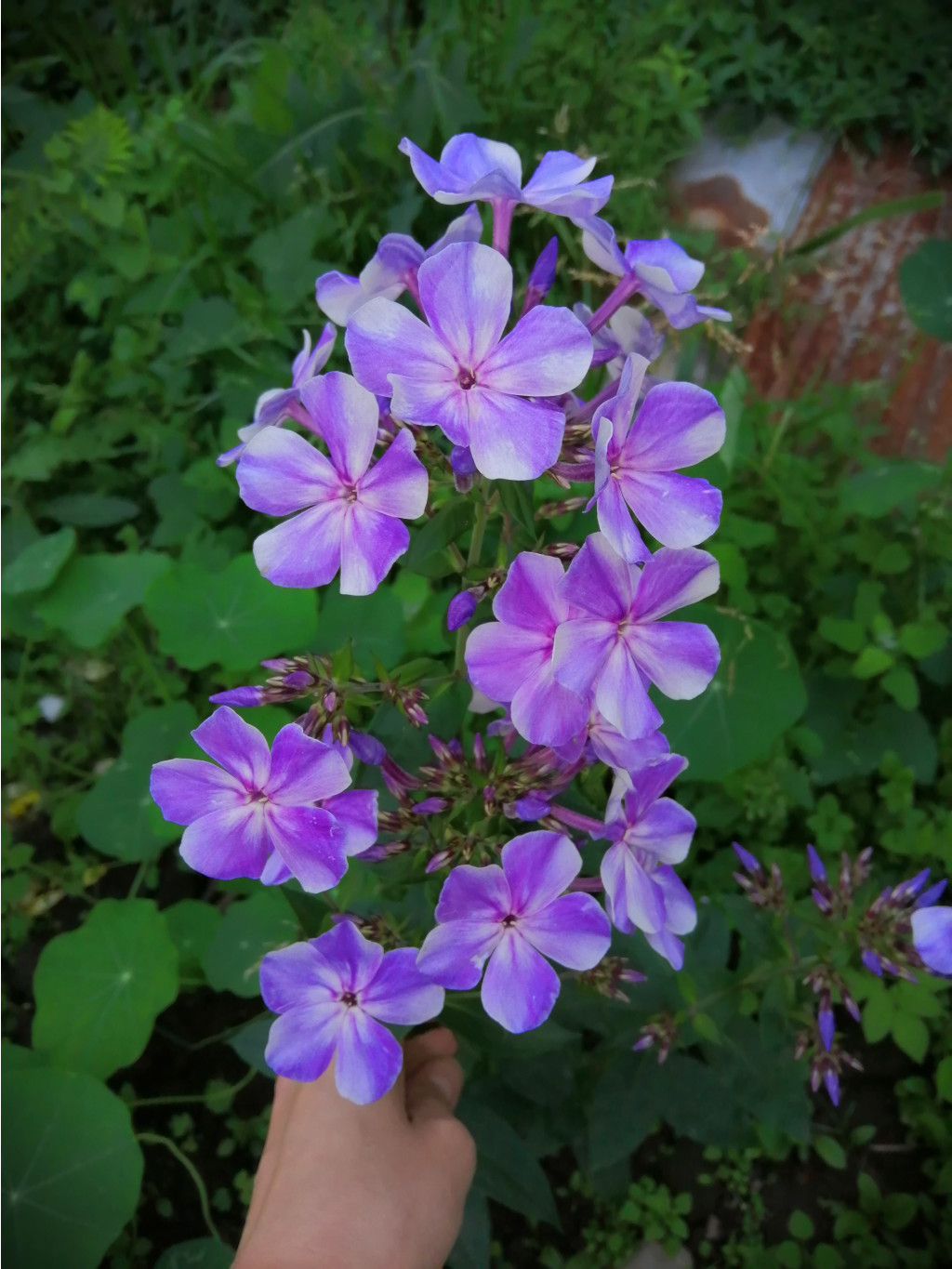 IMG 20190702 160641.jpg