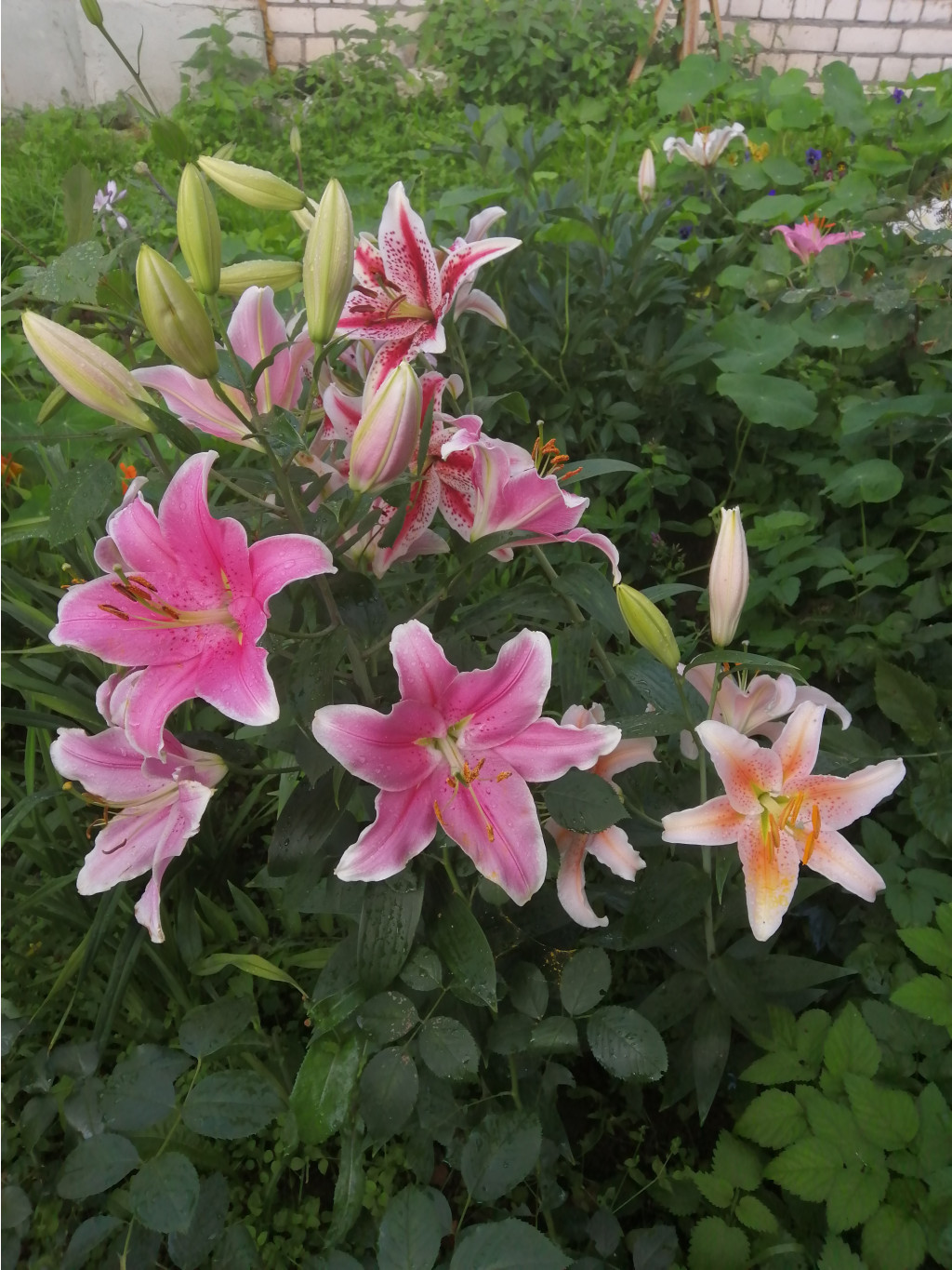 IMG 20190730 080921.jpg