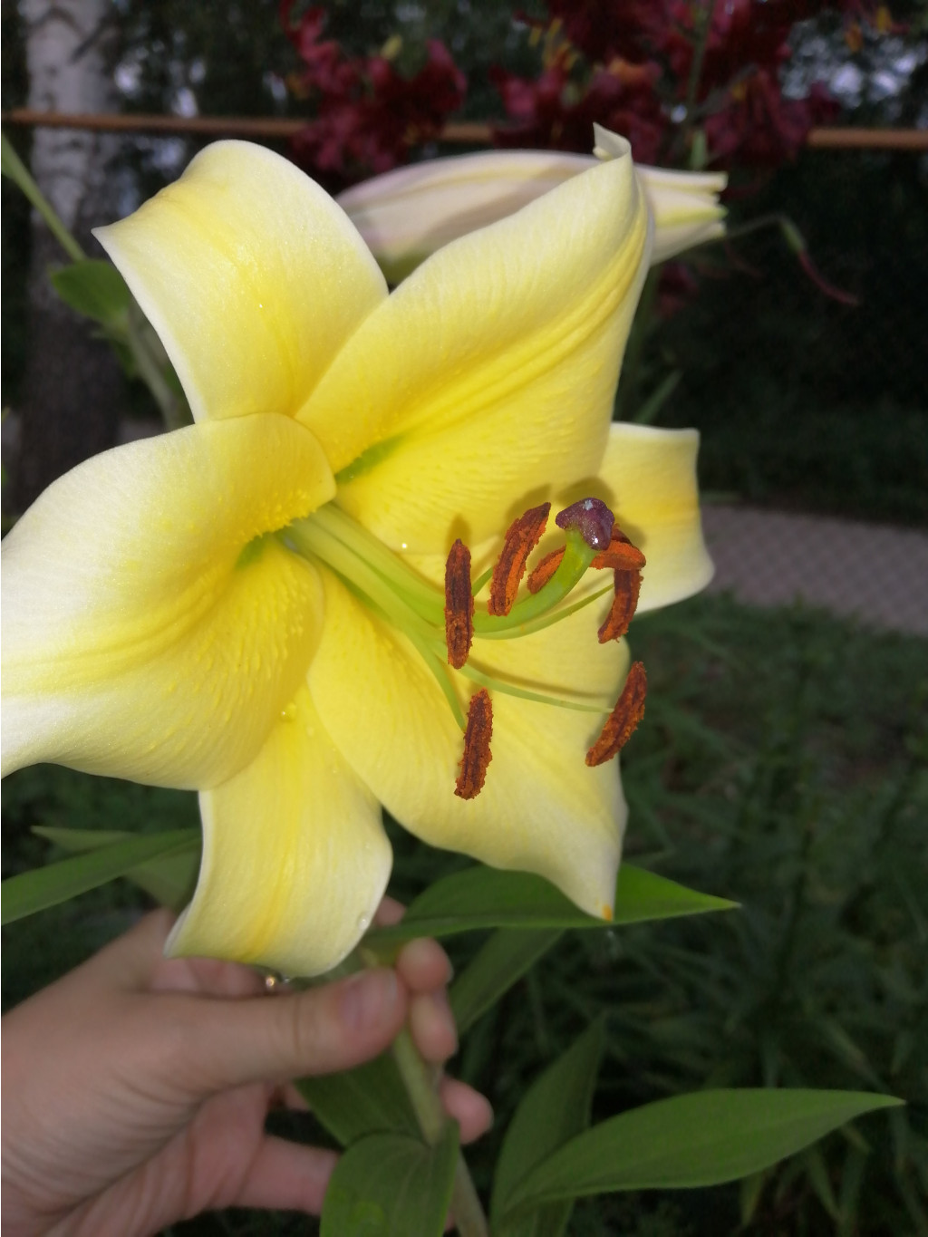 IMG 20190724 193650.jpg