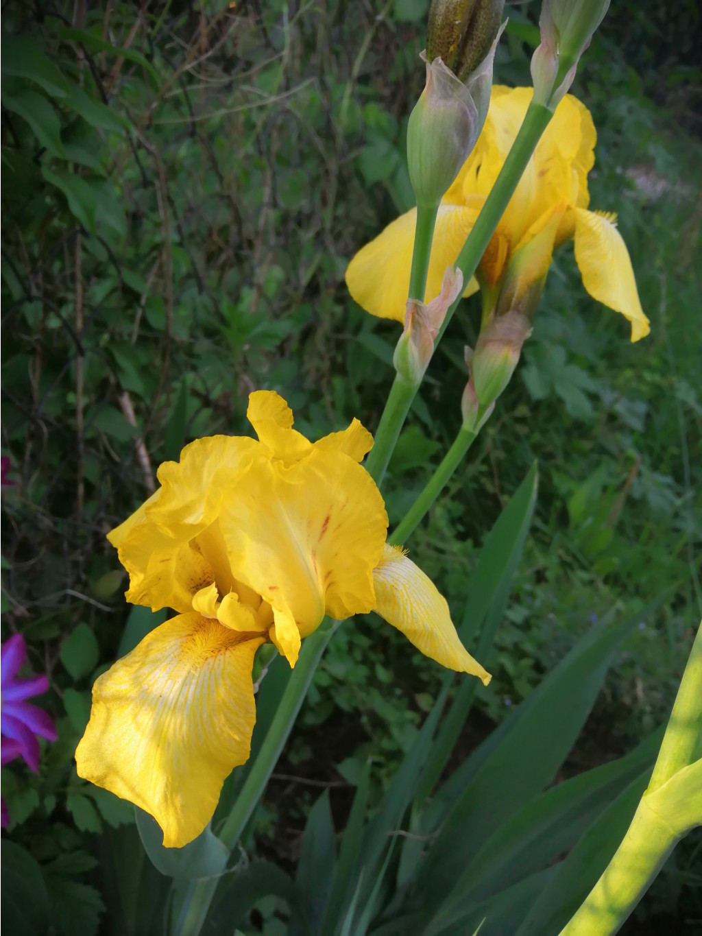 IMG 20190601 192355.jpg