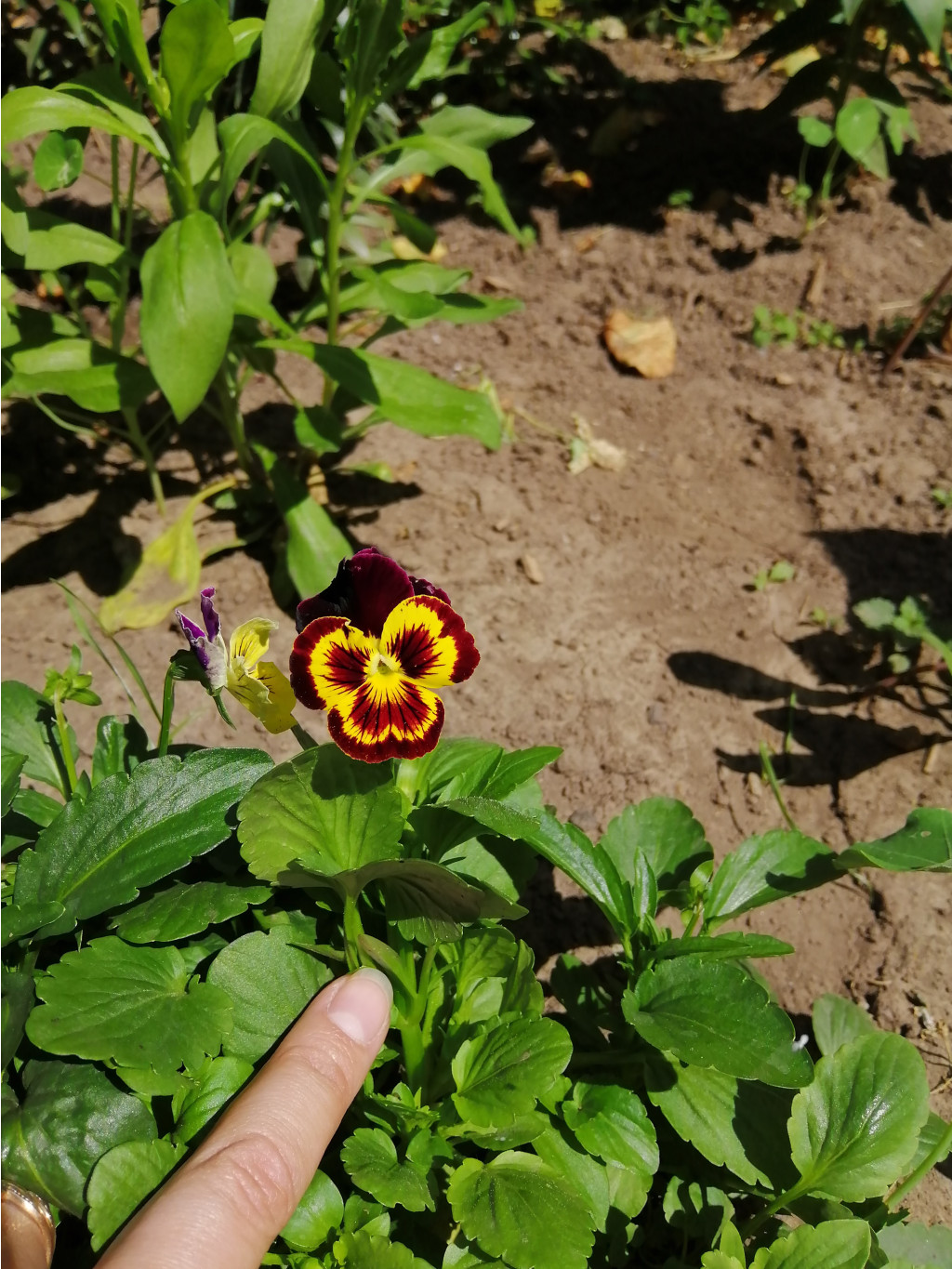 IMG 20190624 130148.jpg