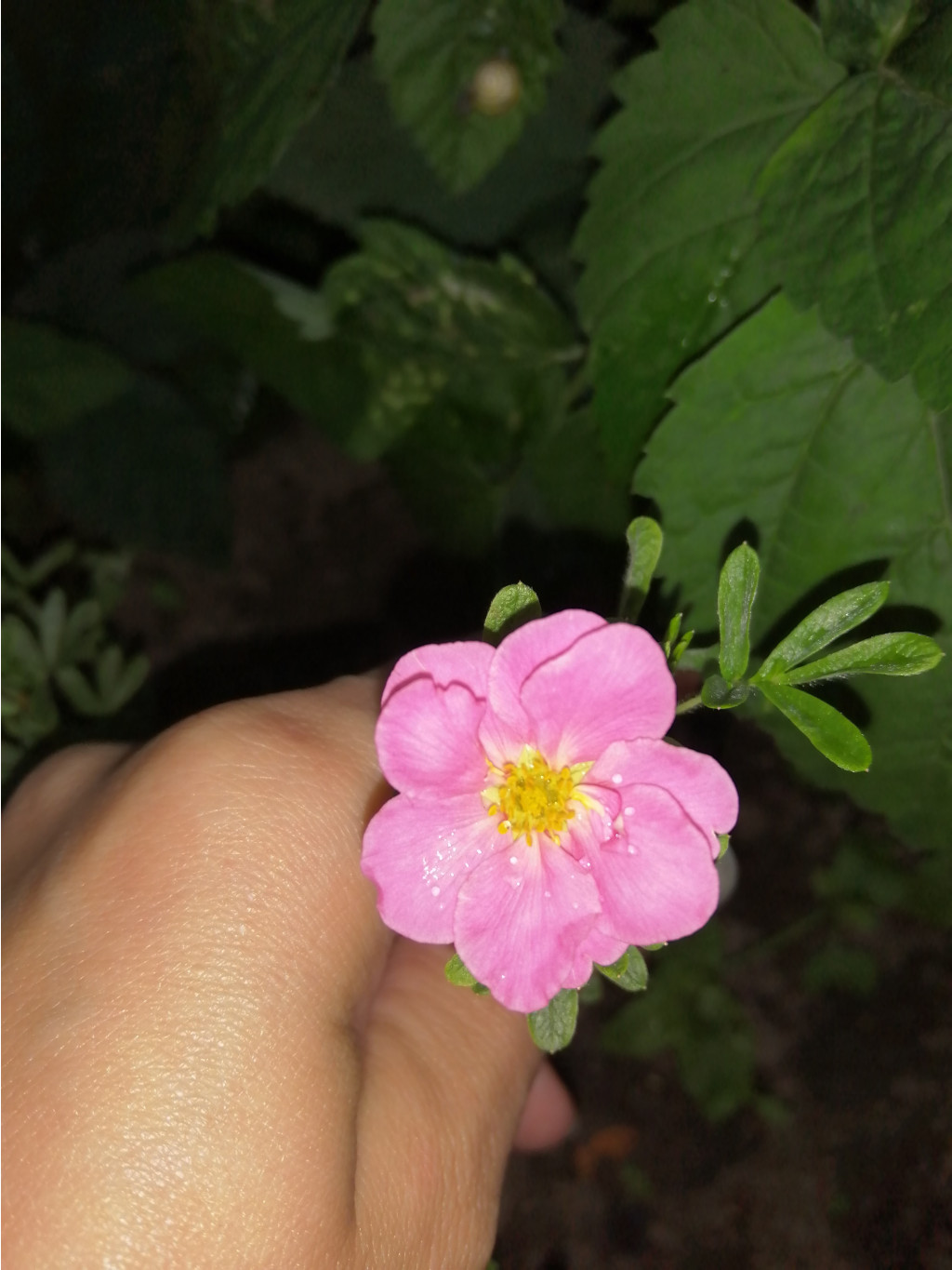 IMG 20190728 192856.jpg