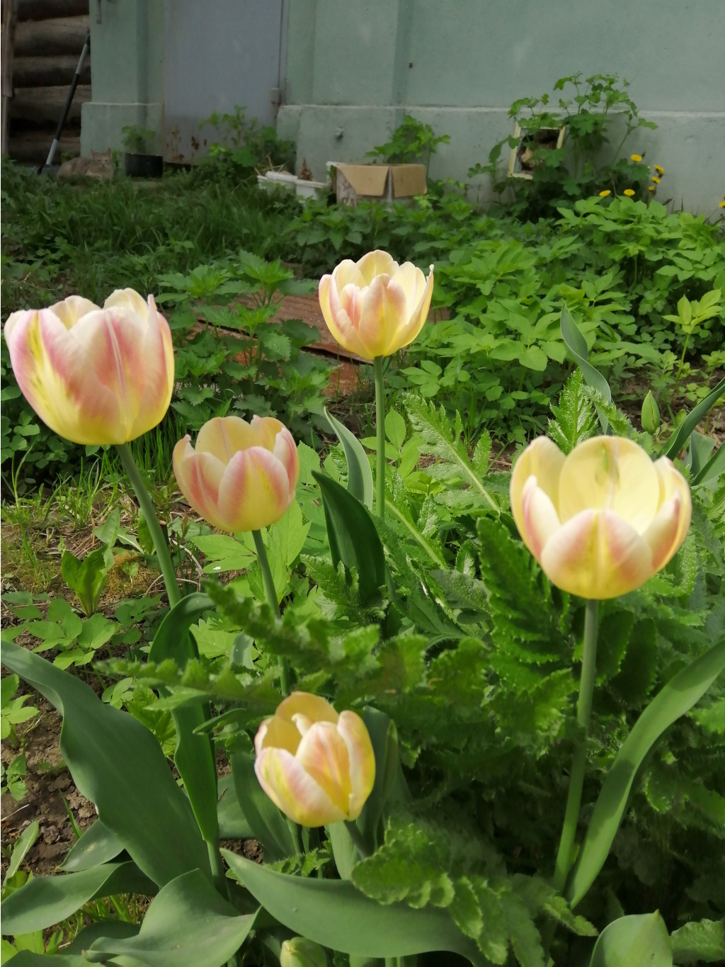 IMG 20190509 091437.jpg