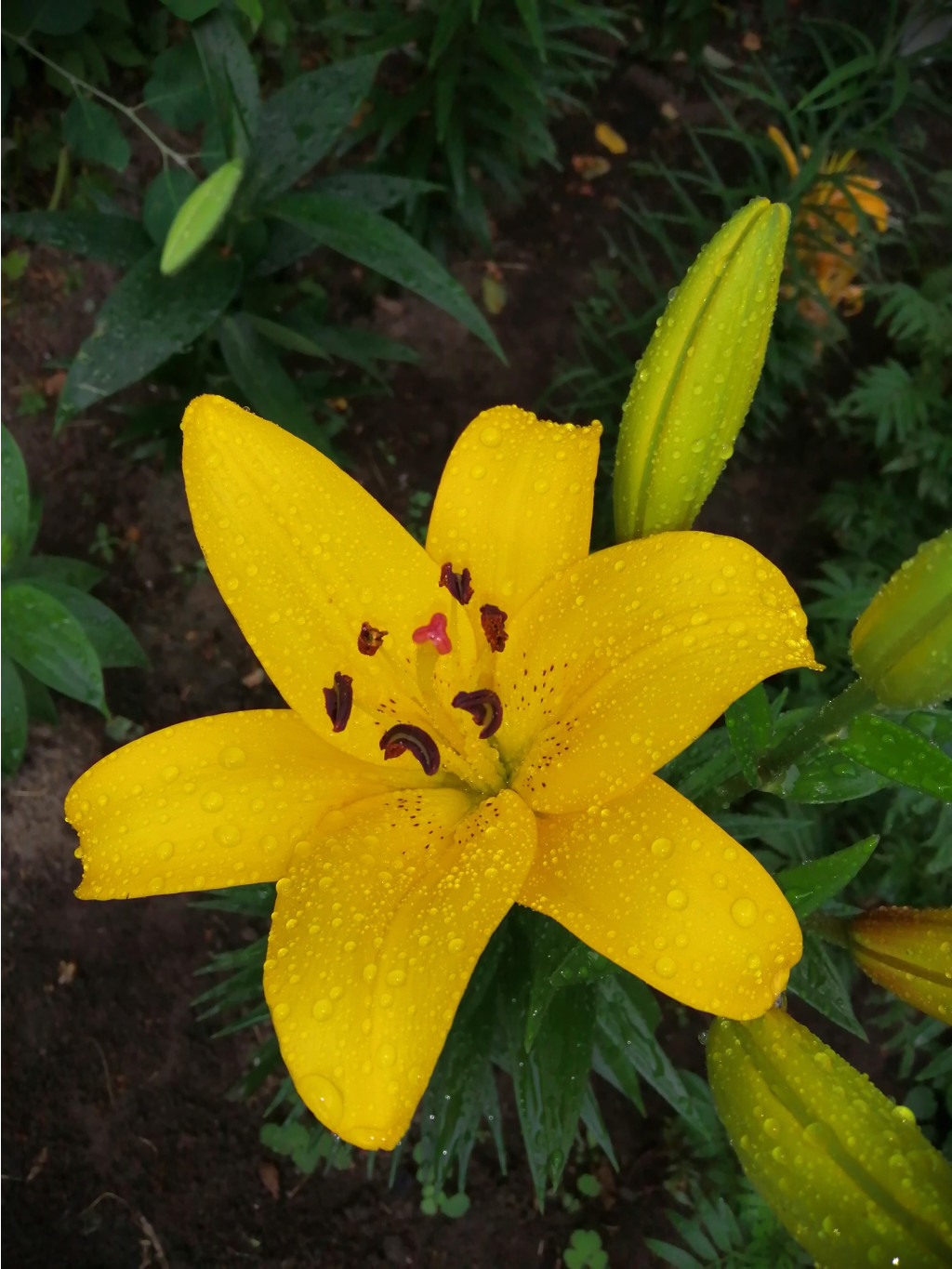 IMG 20190623 084752.jpg