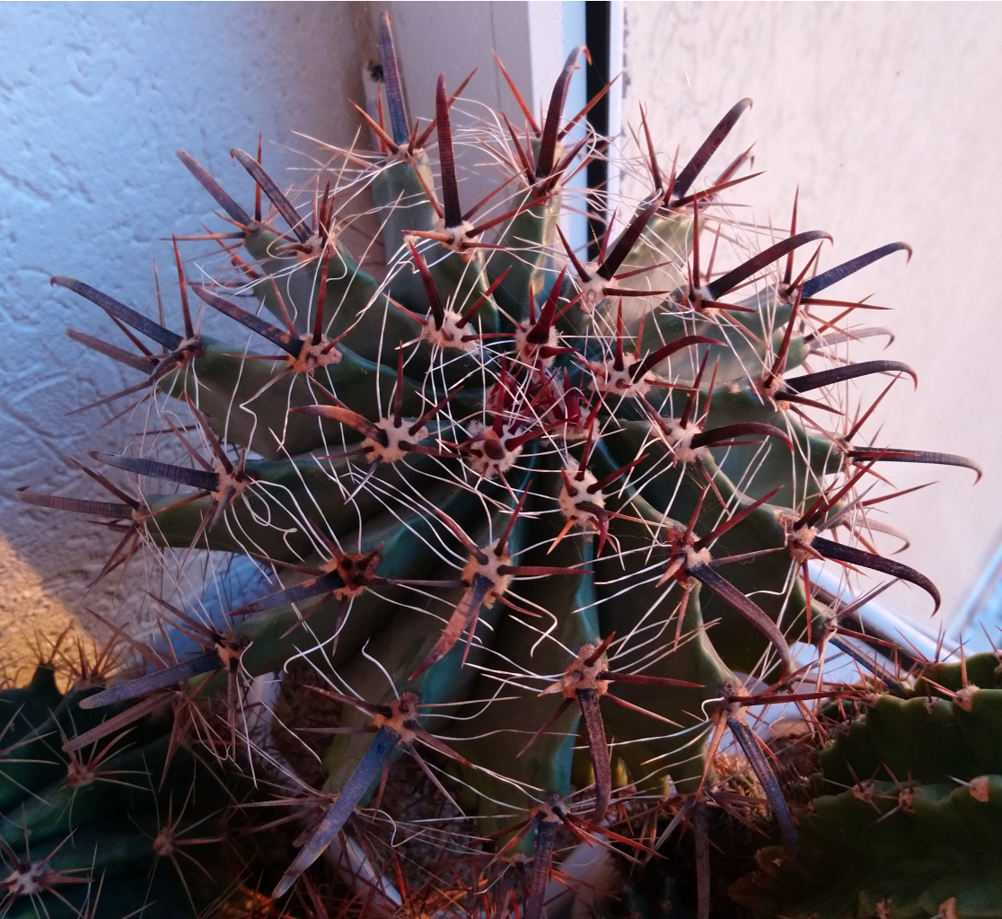 Ferocactus sp.