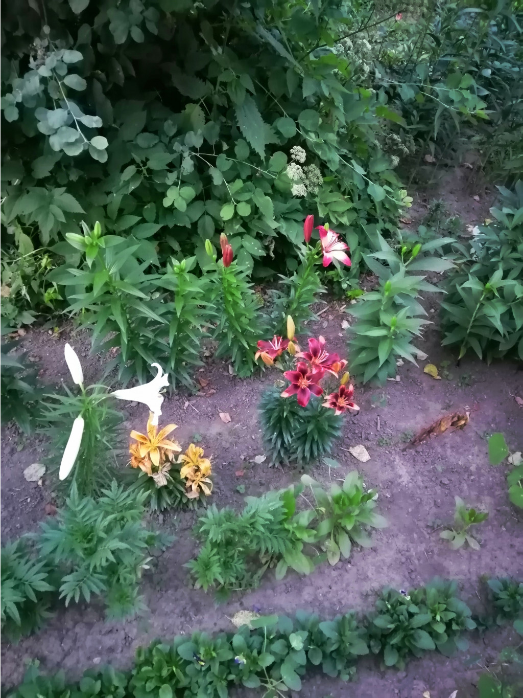 IMG 20190622 211109.jpg