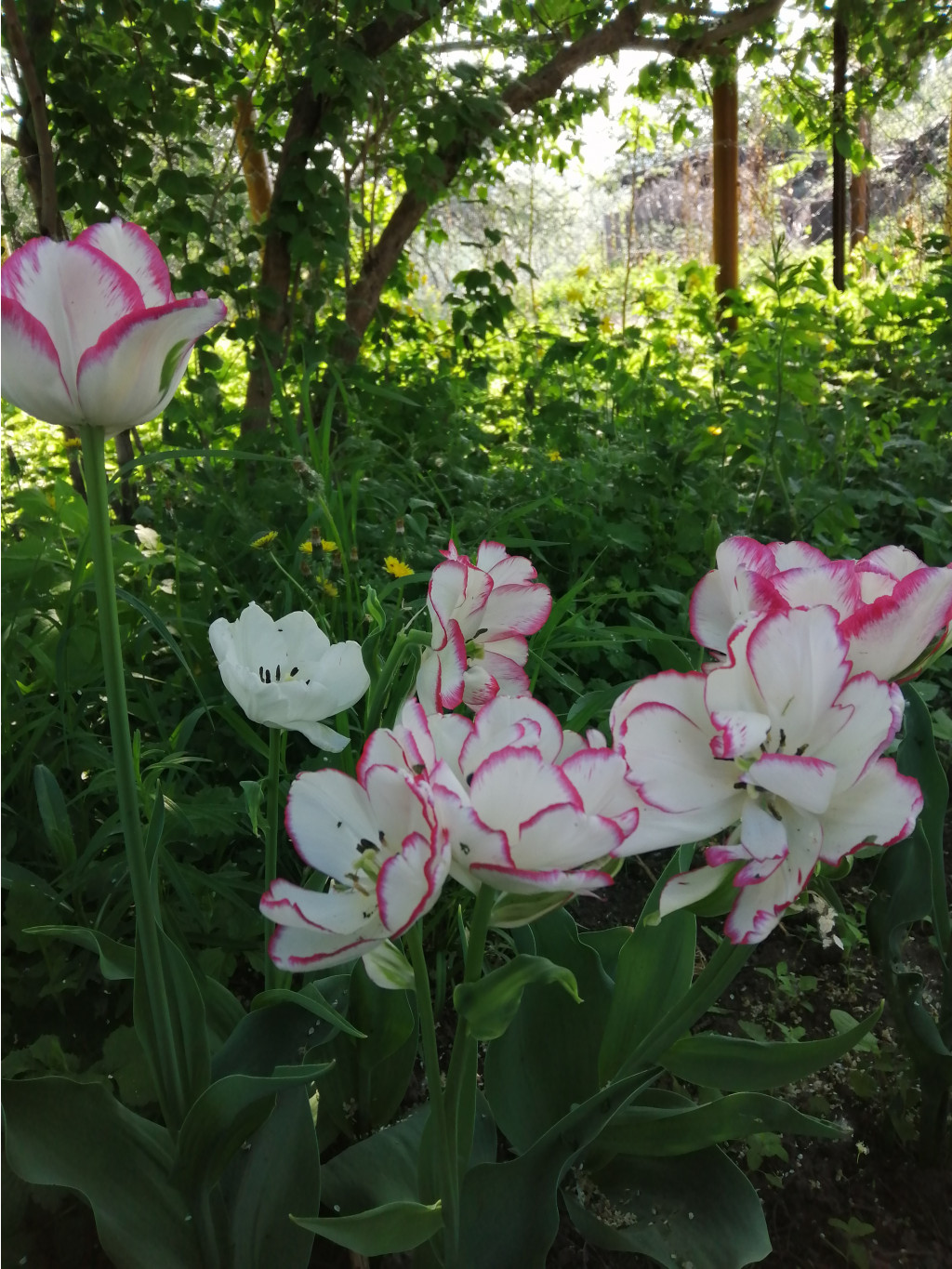 IMG 20190515 080255.jpg
