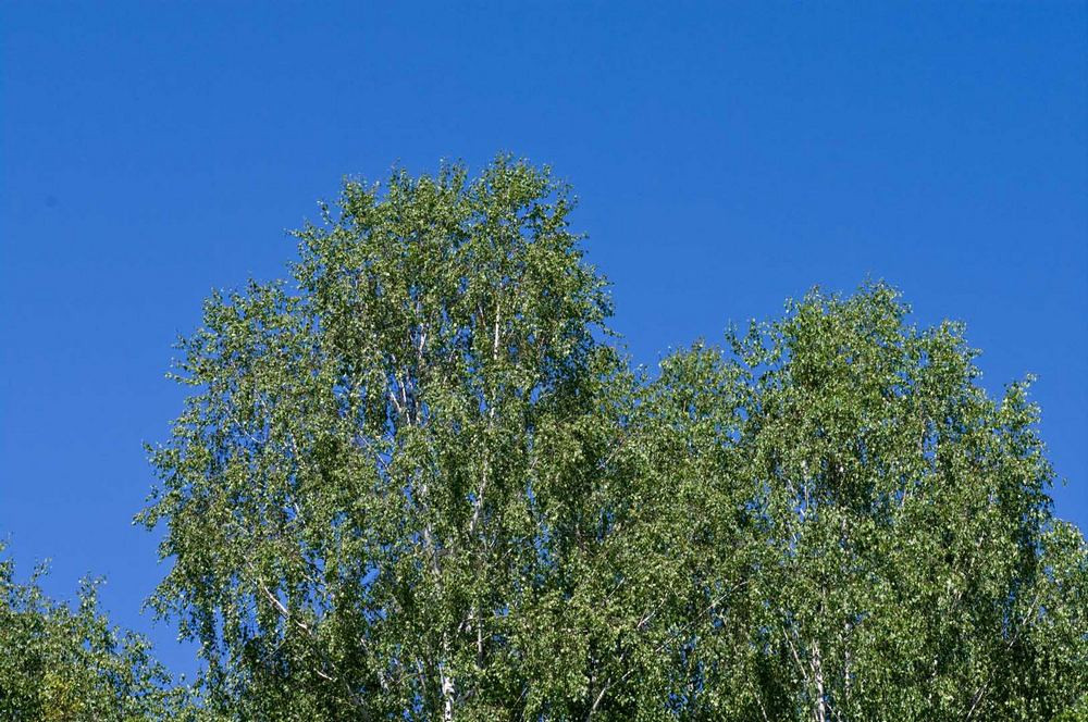 https://img.nn2.ru/galleryview/0/userfiles/data/ufiles/2020-07/f5/e8/48/5f001e16d118e_k718047.jpg