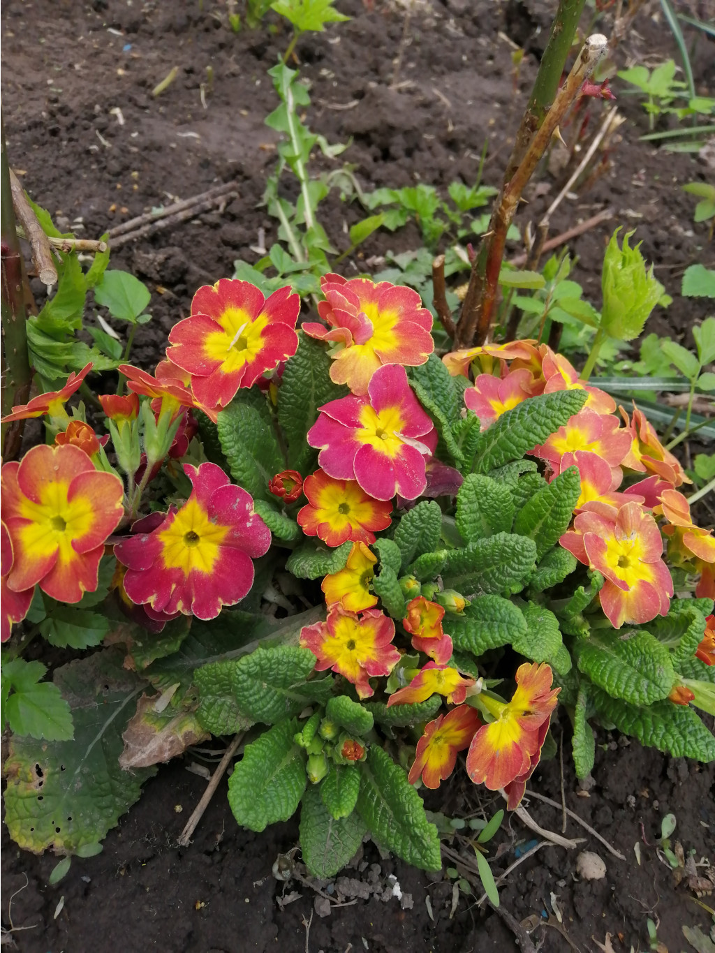 IMG 20190503 131033.jpg