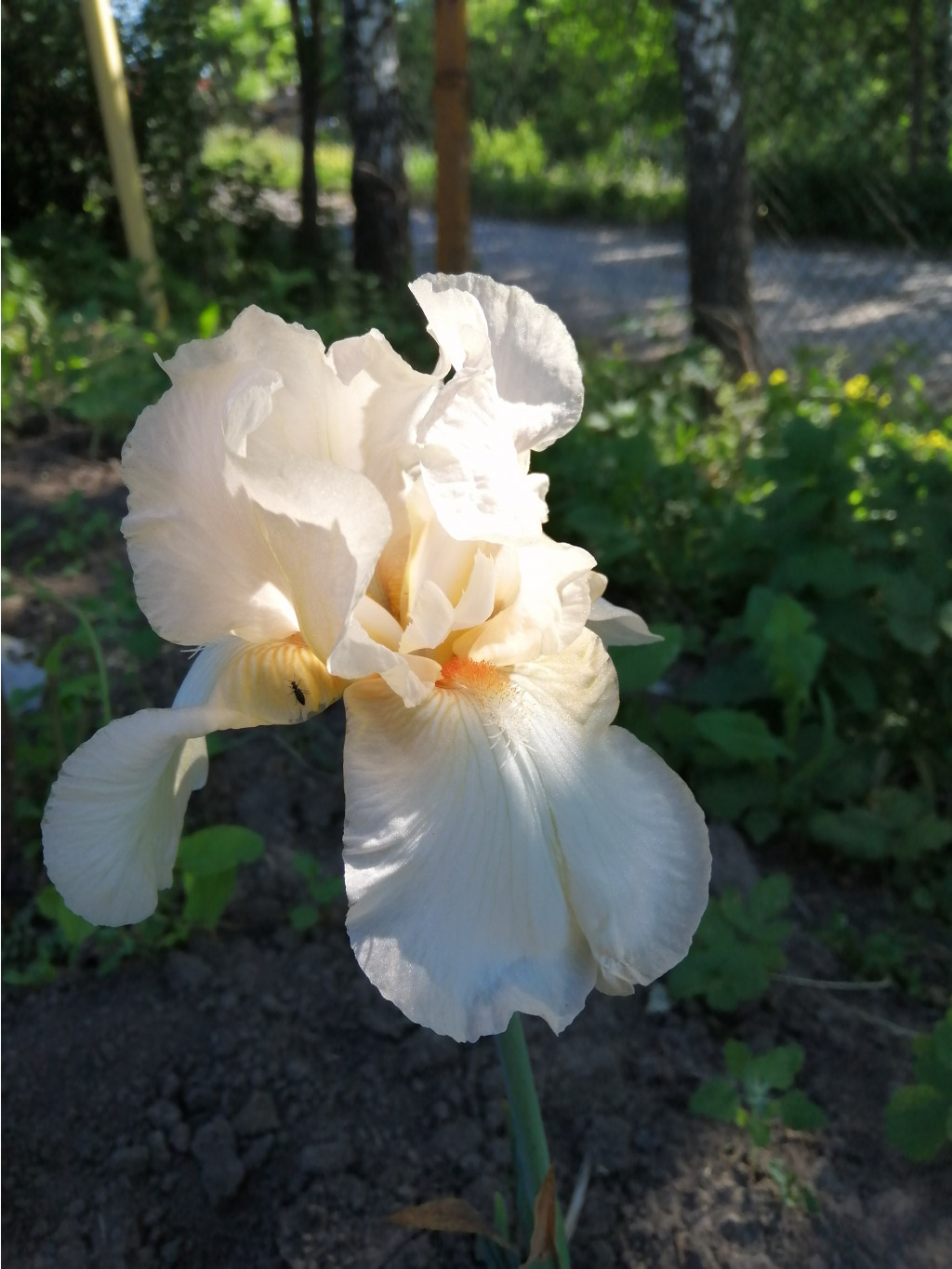IMG 20190611 080746.jpg
