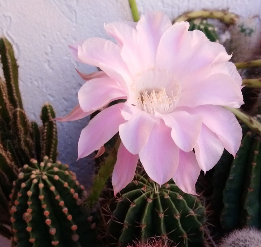 Echinopsis eyriesii