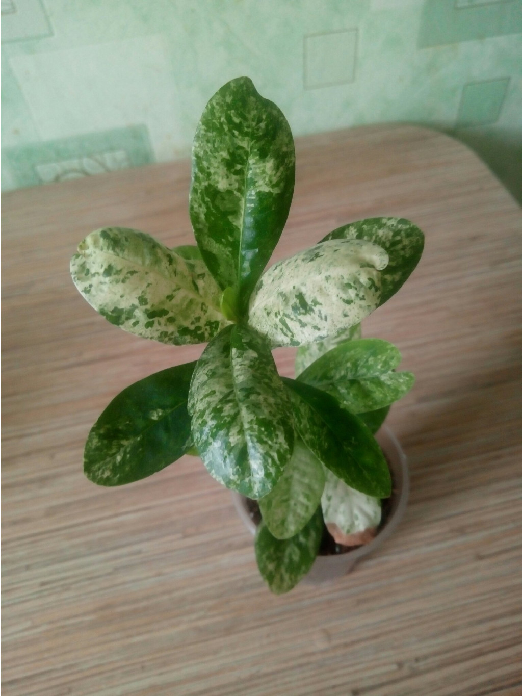 Ixora Finlaysoniana variegata.