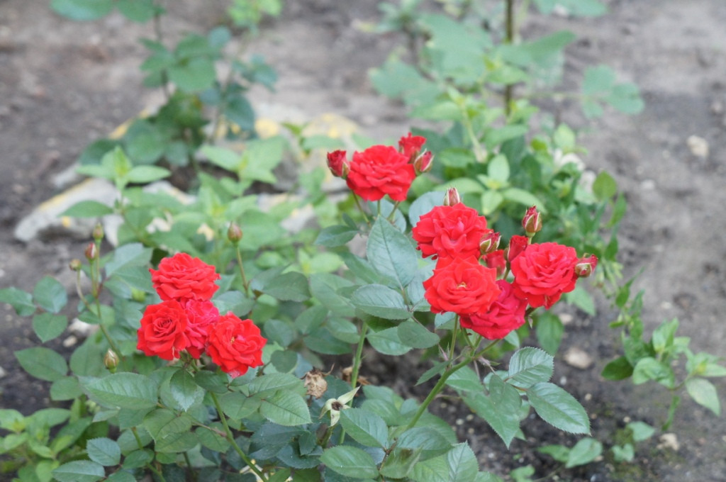 DSC02368.JPG