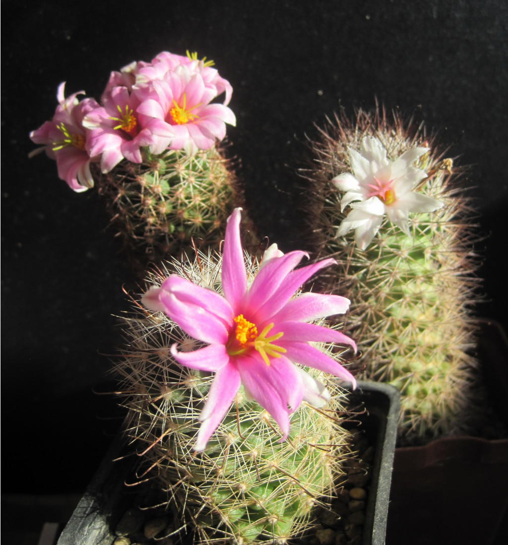 Mammillaria mix