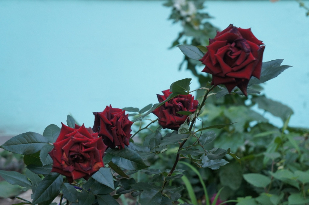 DSC02357.JPG