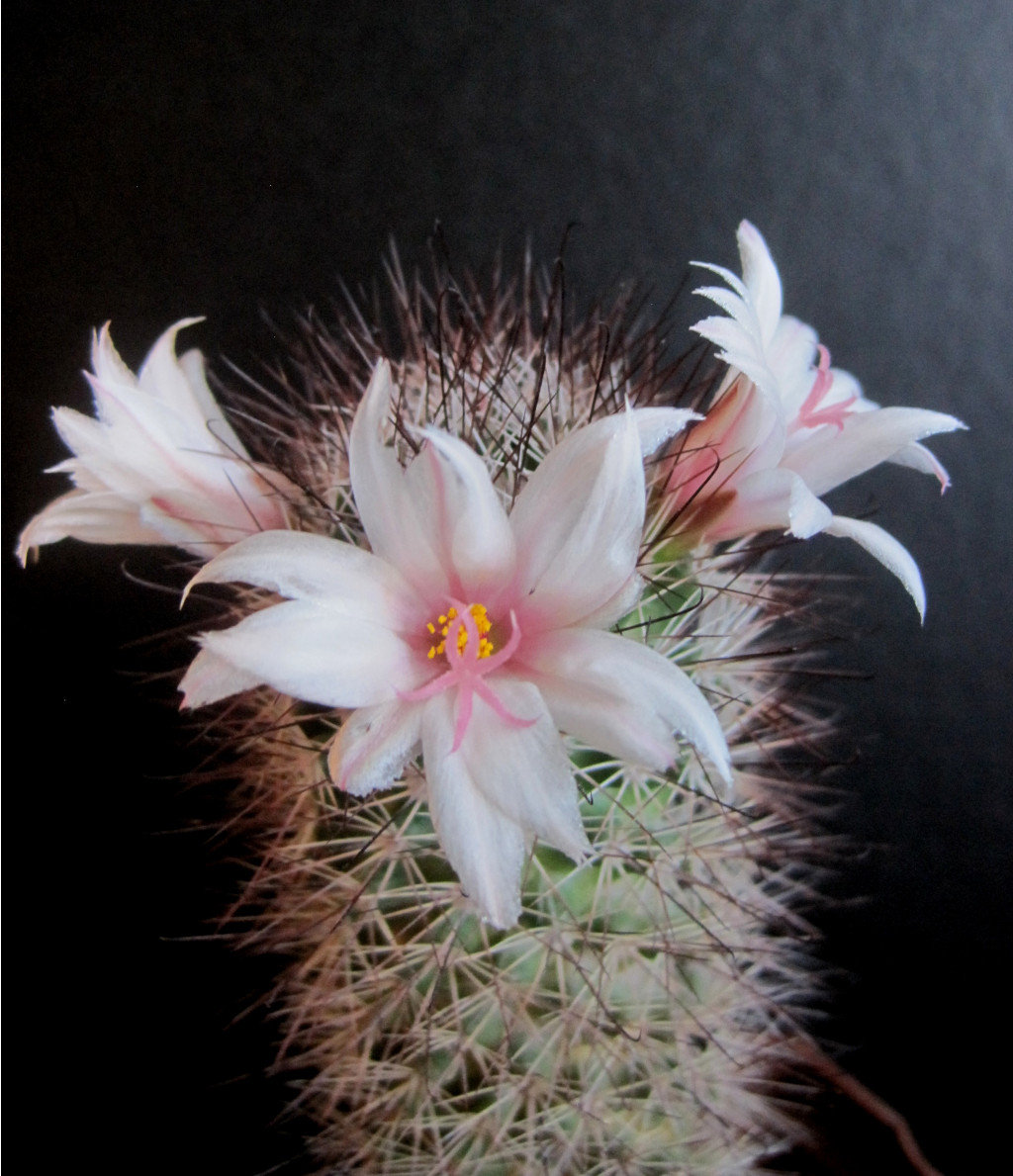 Mammillaria fraileana LO 20