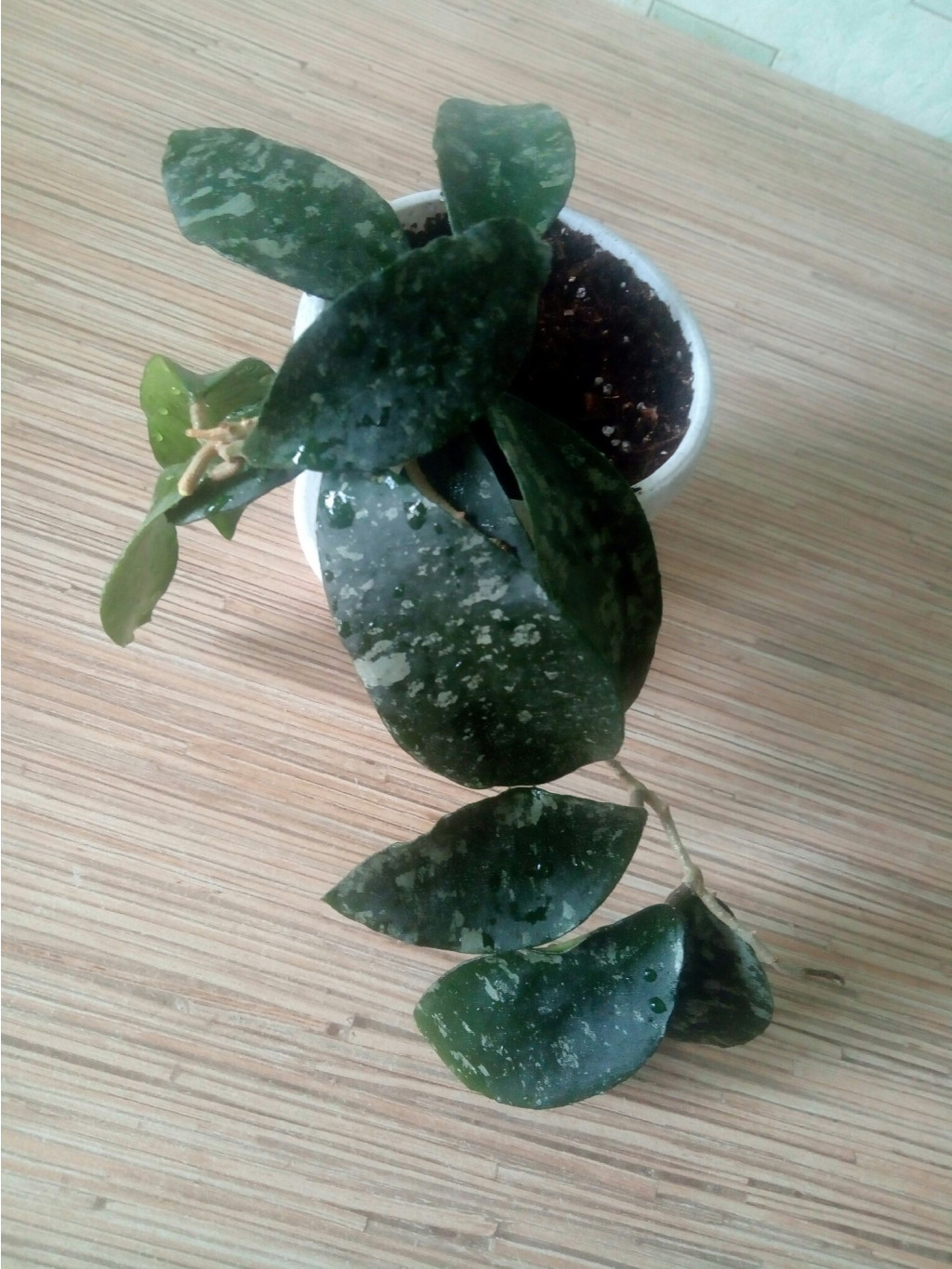 Hoya Caudata Ketambe