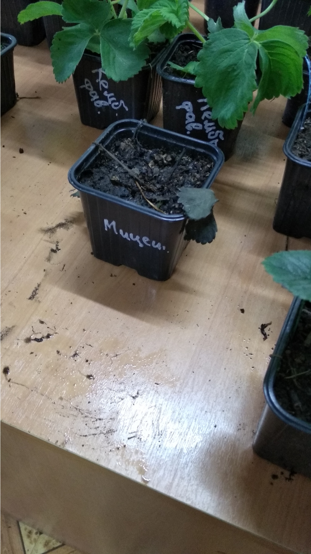 IMG 20200828 151733.jpg