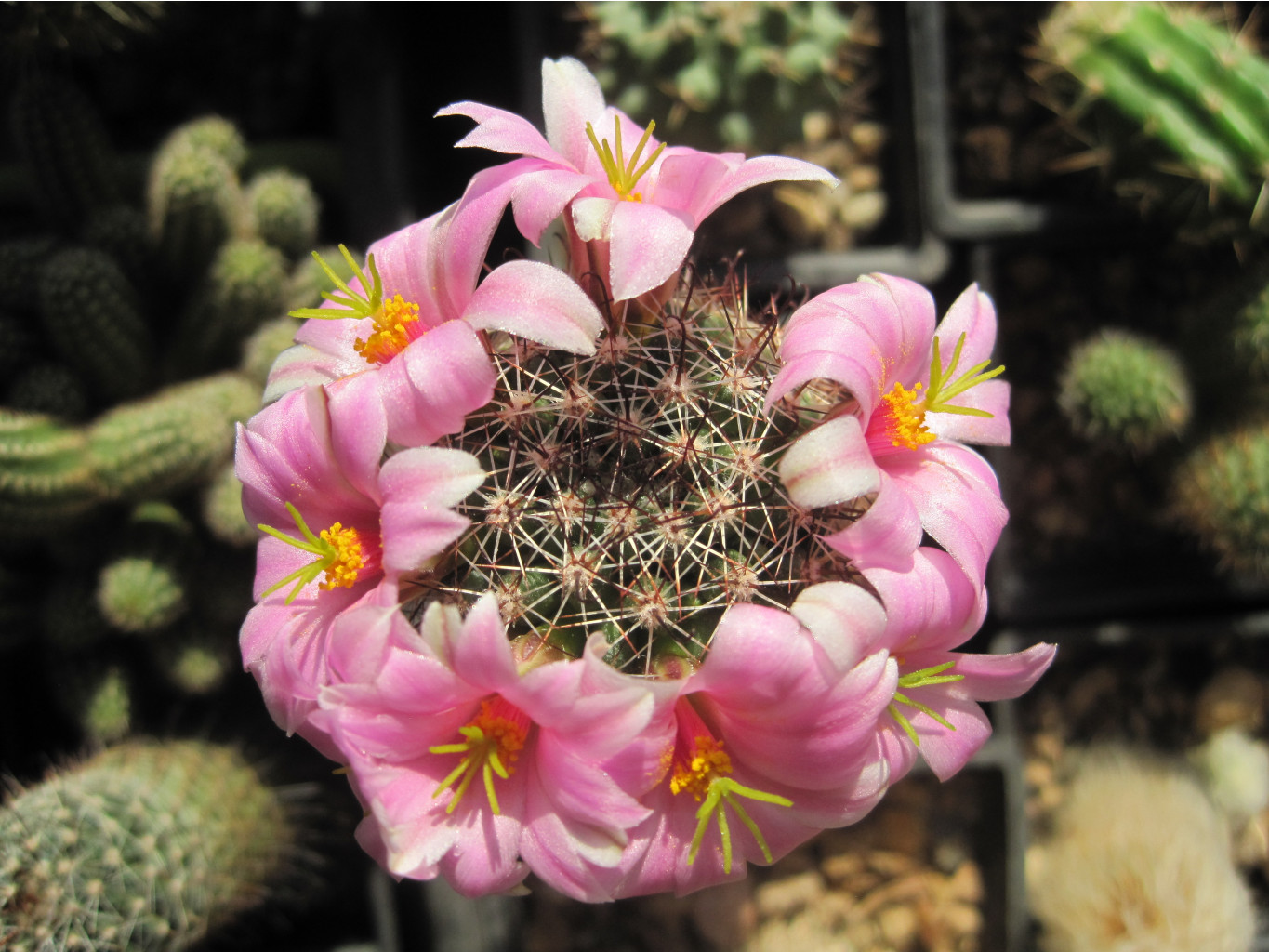 Mammillaria sheldonii