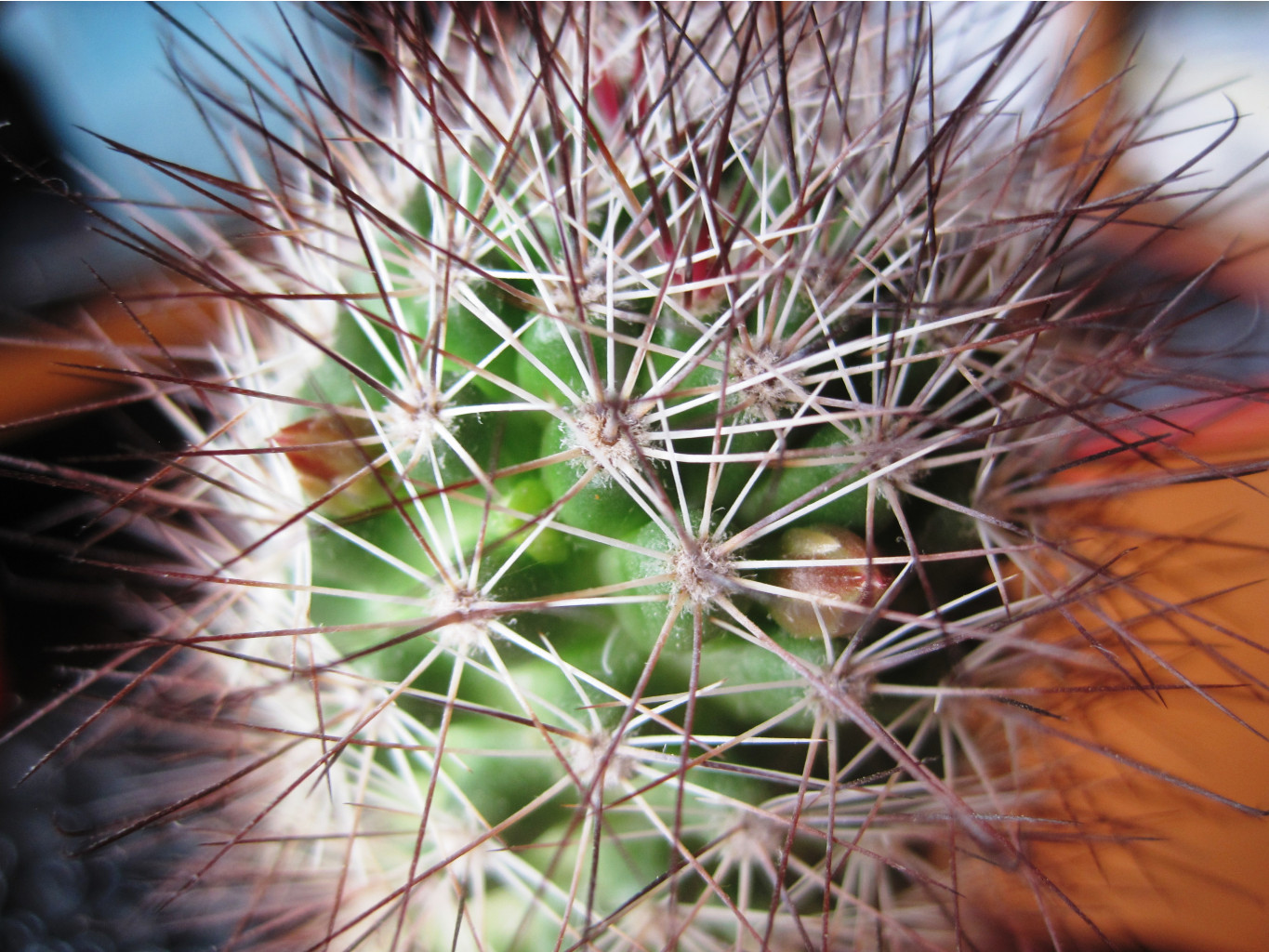 Mammillaria fraileana LO 20