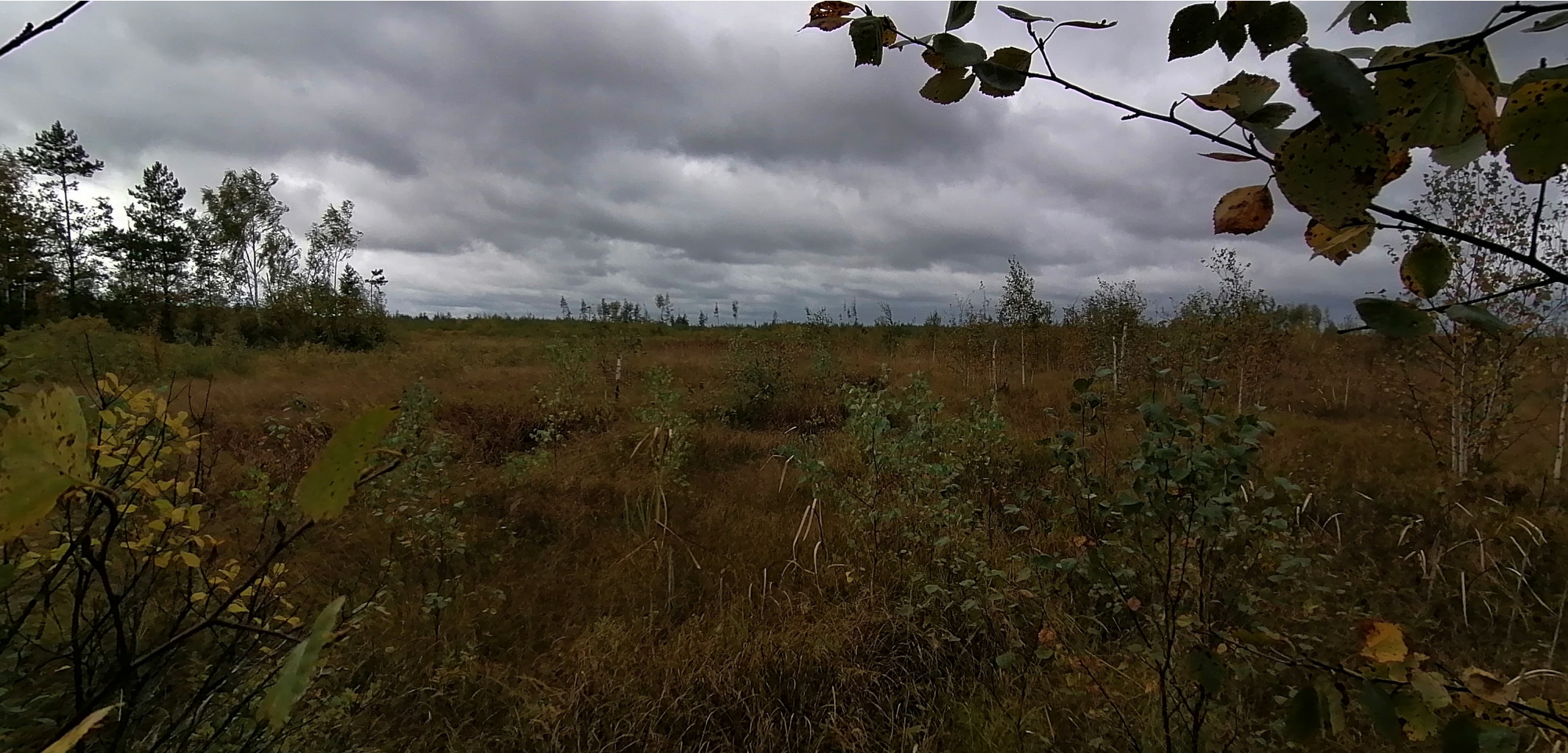 IMG 20200919 115526.jpg