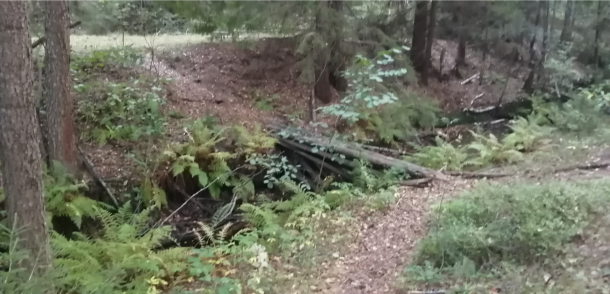 IMG 20200912 181027.jpg