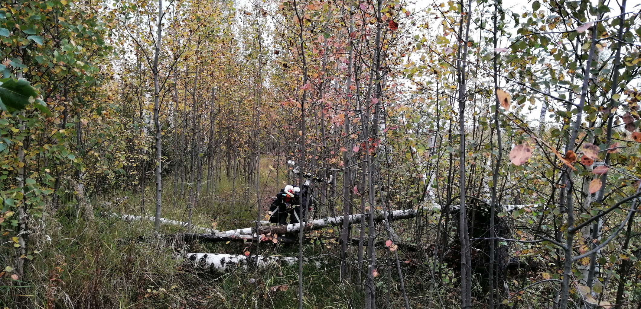 IMG 20200919 124329.jpg