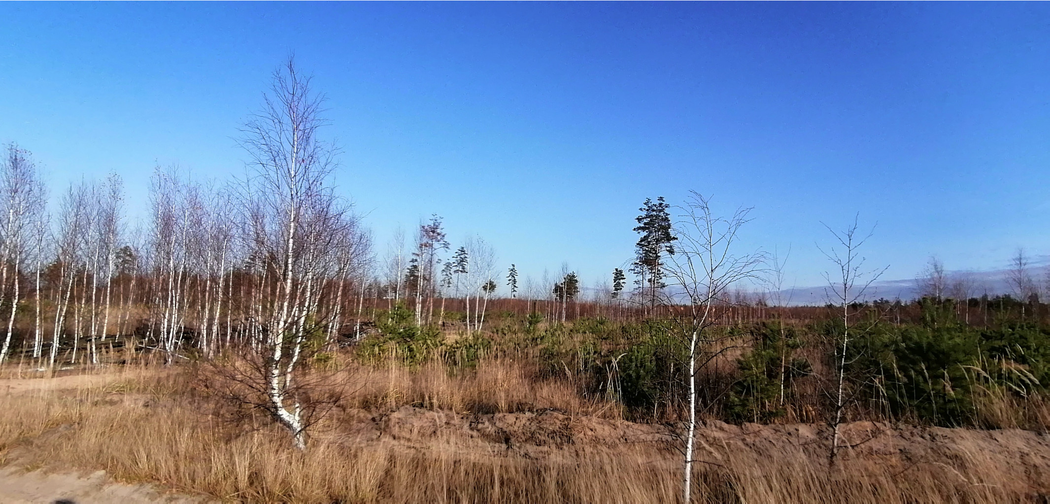 IMG 20201029 134548.jpg