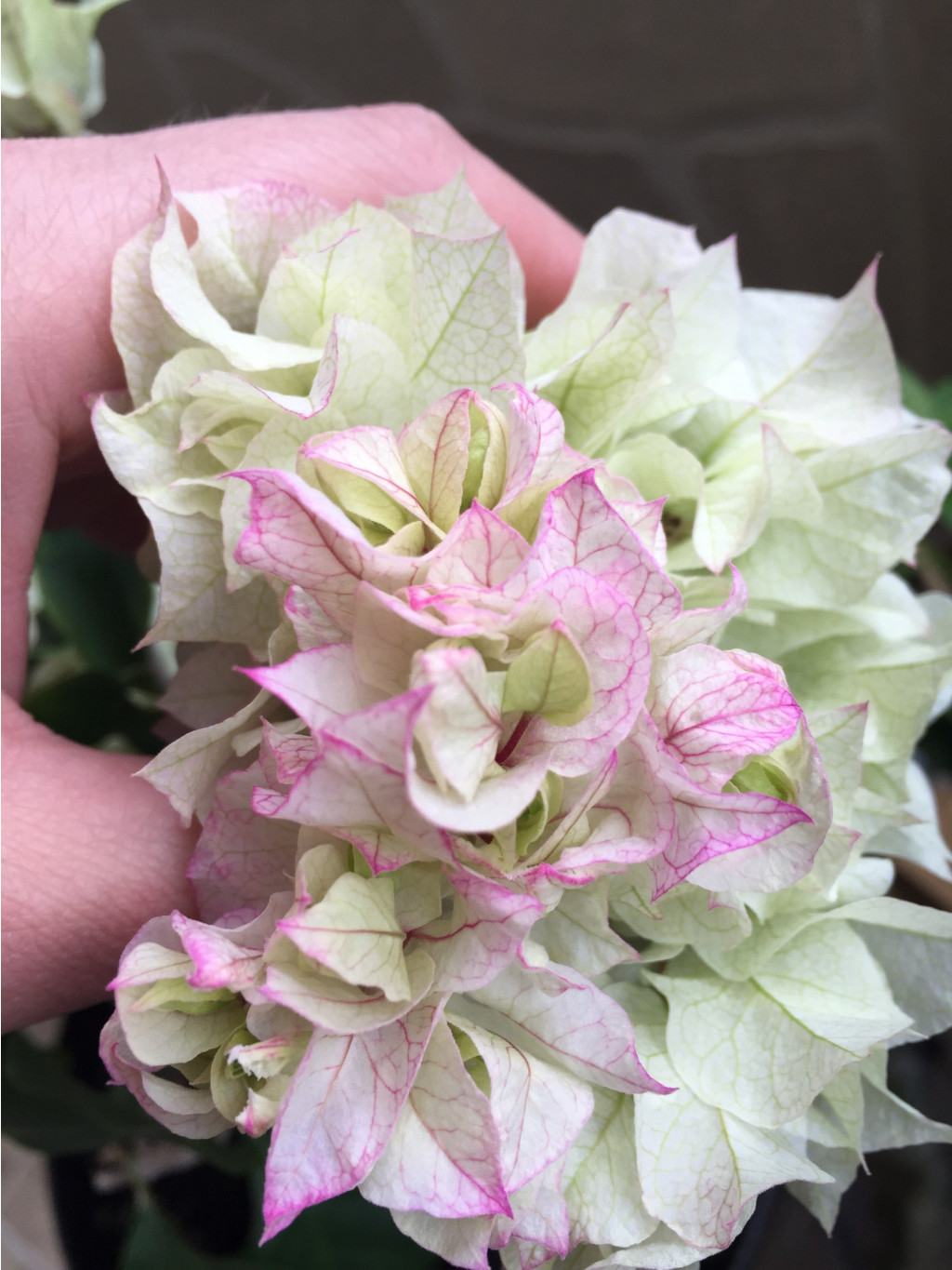 Бугенвиллия Bridal bouquet (ф.и) - 350 руб.