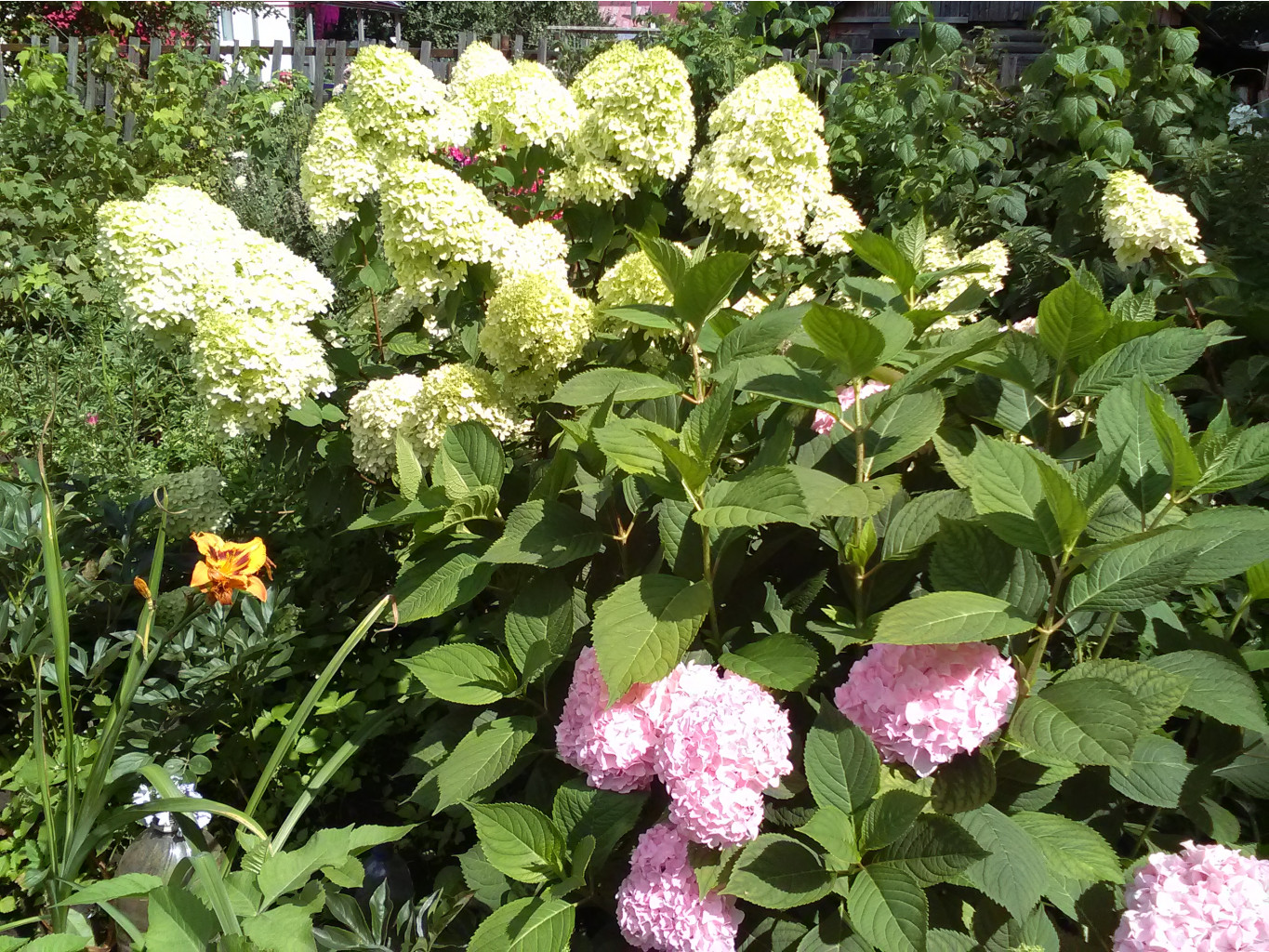 IMG 20200803 123517.jpg