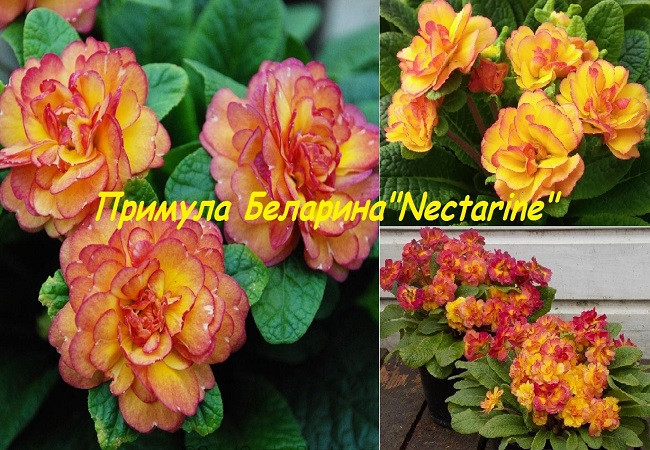 -Belarina-Nectarine .jpg