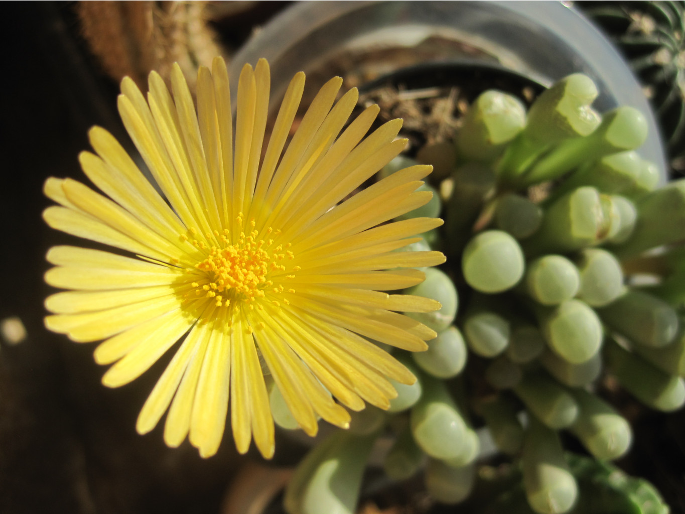 Fenestraria rhopalophylla ssp. aurantiaca