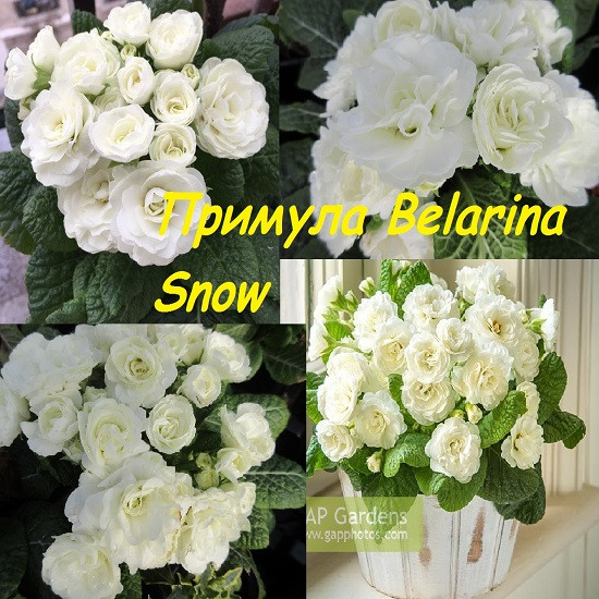 -Belarina-Snow .jpg