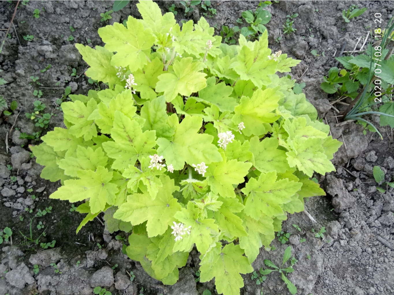 Heucherella 'Sunrise Falls'