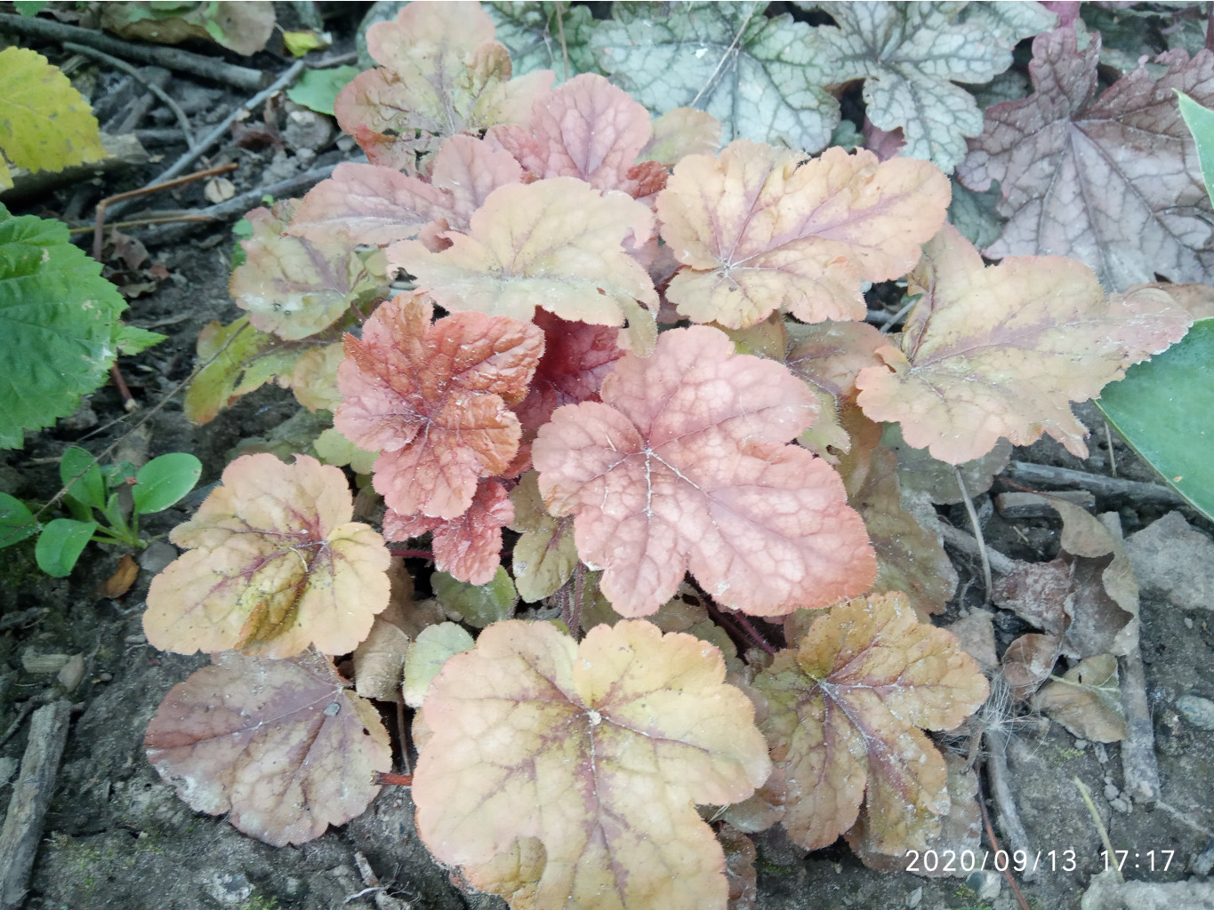 Heucherella Buttered rum