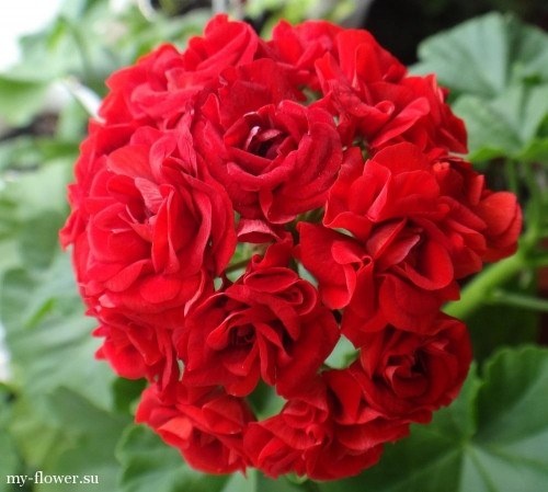 Пеларгония розебудная Rosebud Red