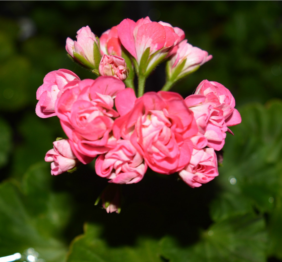 Swane Pink