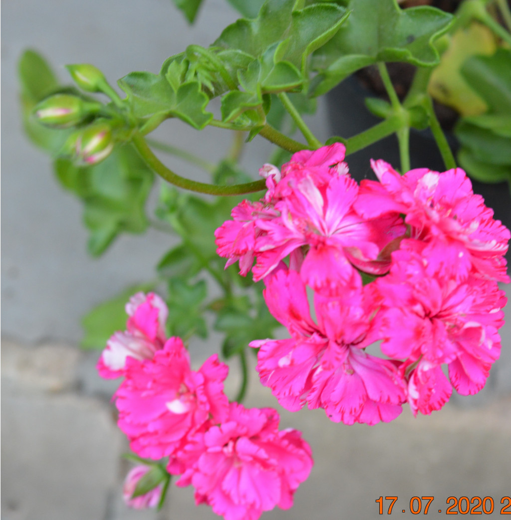 Cerise Carnation ()